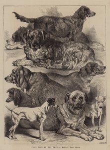 Díjas kutyák a Crystal Palace Dog Show-n